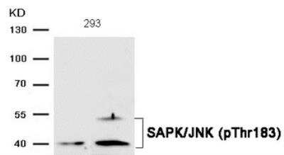 Western Blot: JNK1 [p Thr183] Antibody [NB100-82009]